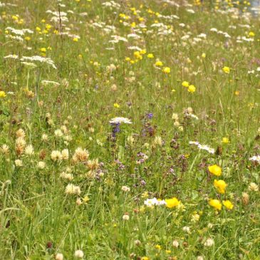 Zöld séta a Providentia Idősek Központjával, szeptember 8.-án
